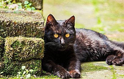 至少三家大型发行商计划避开《GTA6》：根本打不过